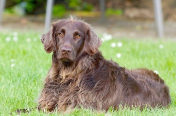 Пражан необычным способом призвали убирать за своими собаками