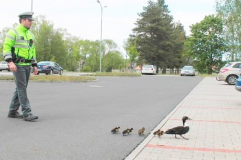 В Чехии полиция перекрыла дорогу ради «утиного кортежа»: видео