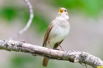  В Чехии появилось «медленное радио» с пением птиц