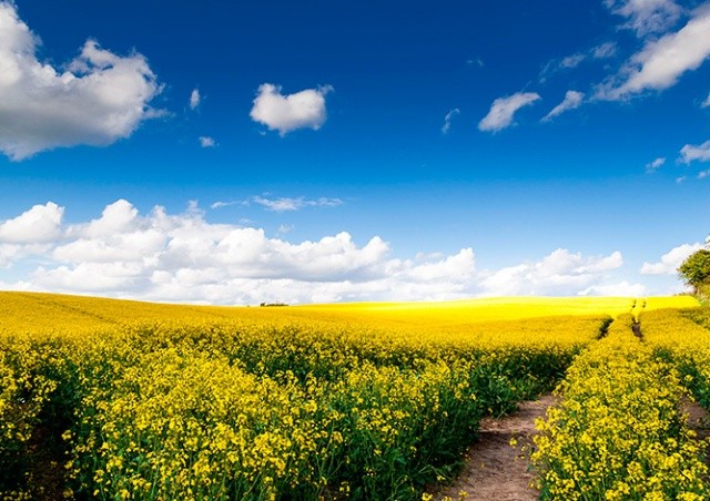 Ученые рассказали о происхождении желтой пыльцы, засыпавшей Чехию