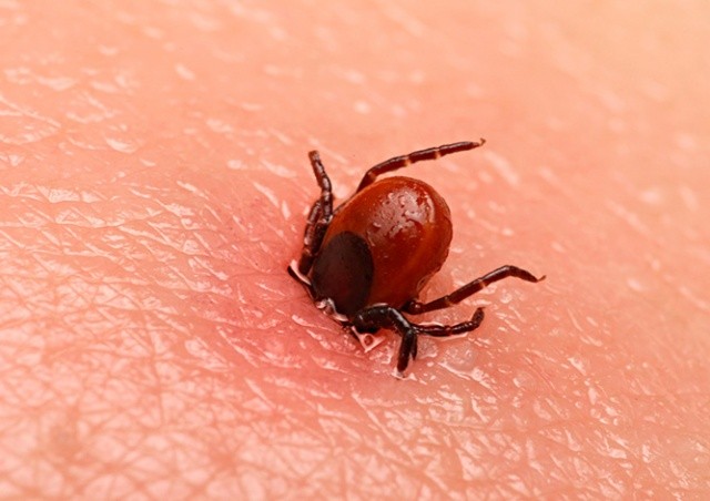 Угрозе нападения клещей в Чехии присвоен максимальный уровень