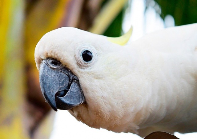 Соседи приняли перепалку с попугаем за семейный скандал и вызвали полицию