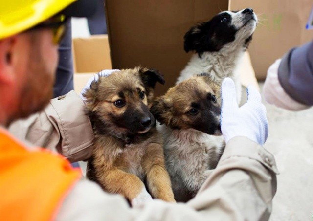  США приютят 200 бездомных щенков из Чернобыля