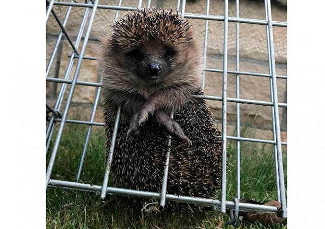 Чешские пожарные столкнулись с «ожившей головоломкой»