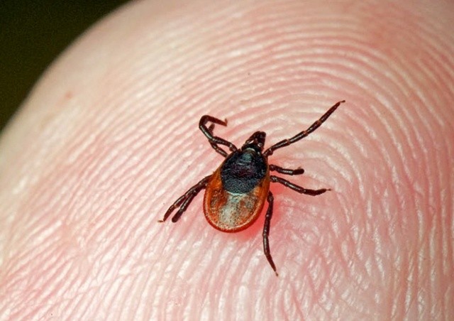 Угрозе нападения клещей в Чехии присвоен максимальный уровень