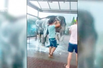 Работники чешского цирка искупали слона на автомойке: видео