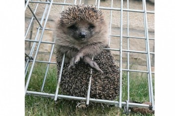 Чешские пожарные столкнулись с «ожившей головоломкой»