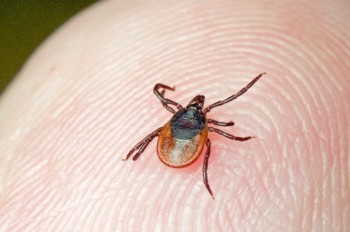 Угрозе нападения клещей в Чехии присвоен максимальный уровень