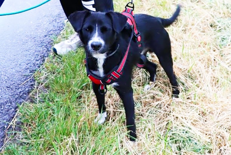 В Чехии ехавший в машине пёс чуть не убил своих хозяев