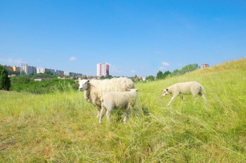 «Живые газонокосилки» вернутся и помогут Праге