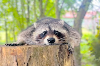 Жительница Чехии спасла найденного енота. Эти милахи – те еще вредители