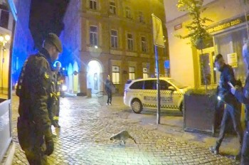 В Чехии енот обставил полицейских и пожарных: видео 