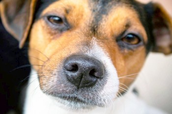 В Праге администратор ветклиники отрезала и крала носы умерших собак 