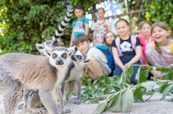 Дети смогут бесплатно посетить Пражский зоопарк