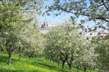 В парке в центре Праги прохожий наткнулся на труп мужчины