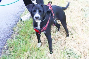 В Чехии ехавший в машине пёс чуть не убил своих хозяев