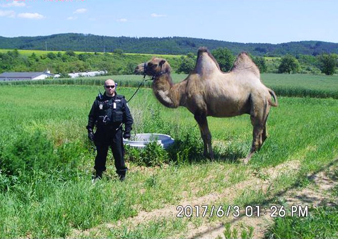 В Чехии по городу разгуливал верблюд: видео