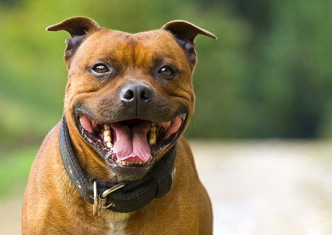 Чеху грозит тюрьма за «шалость» его собаки