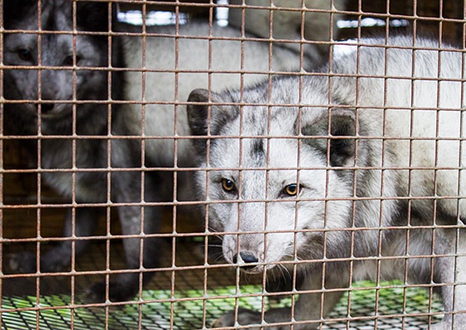 Парламент Чехии запретил меховые фермы в стране