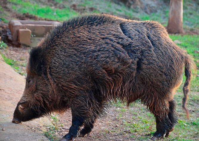 Полиция Чехии приняла кабана за грабителя: видео