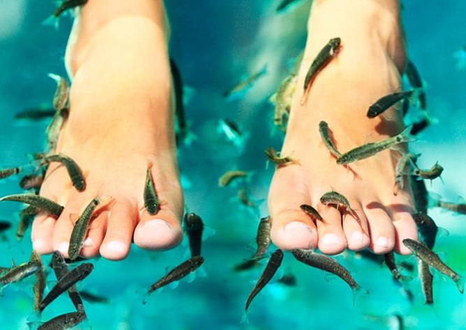 Санэпидемстанция Праги предупредила об опасности педикюра с рыбками