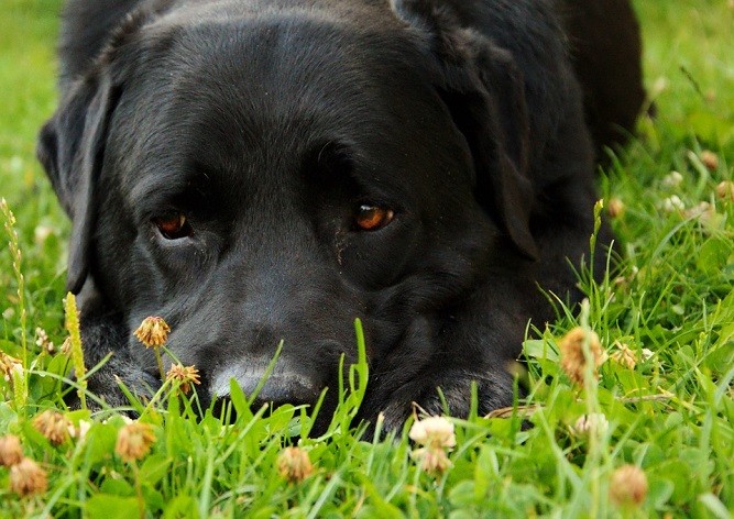 Полиция Чехии расследует убийство собаки