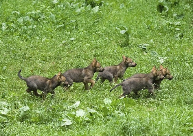 В Пражском зоопарке родились пятеро волчат