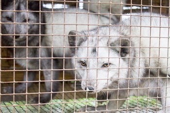 Парламент Чехии запретил меховые фермы в стране
