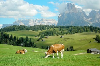 В Швейцарии расследуют массовое самоубийство коров