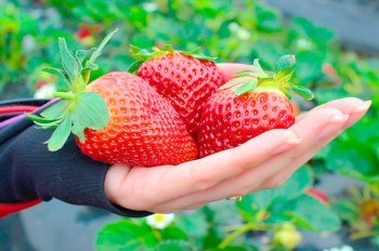 Где в Чехии купить недорогую клубнику прямо с грядки