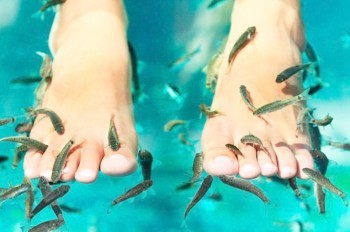 Санэпидемстанция Праги предупредила об опасности педикюра с рыбками