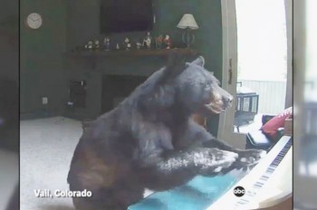 Непрошеный музыкант: медведь залез в дом и «сыграл» на пианино (видео)