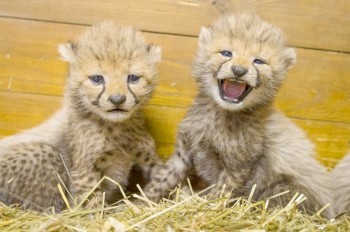 В Пражском зоопарке родились пятеро гепардят: видео