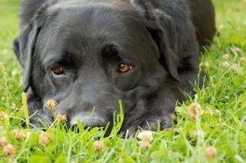 Полиция Чехии расследует убийство собаки