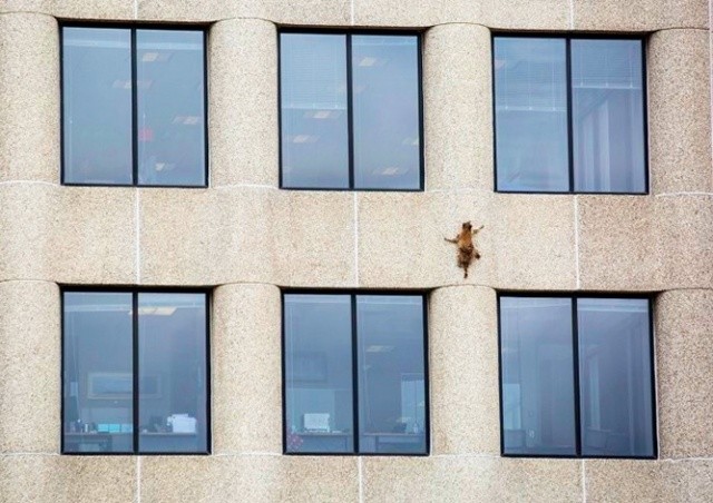 Взбиравшийся по небоскребу енот заставил переживать миллионы зрителей