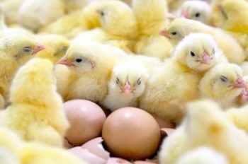 В Грузии из выброшенных на свалку яиц вылупились сотни цыплят: видео