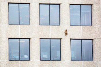 Взбиравшийся по небоскребу енот заставил переживать миллионы зрителей