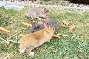 Дикие кролики «оккупировали» пражский район