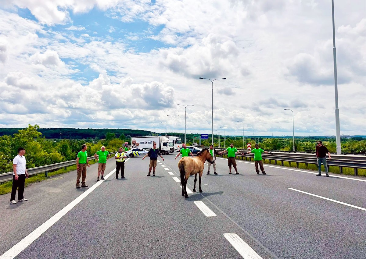 На шоссе в Праге ловили лошадь Пржевальского, не захотевшую улетать в Казахстан: видео