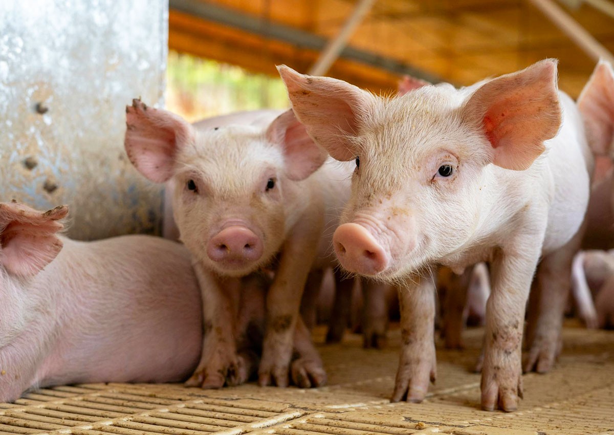 В Чехии из-за грозы погибли 800 свиней