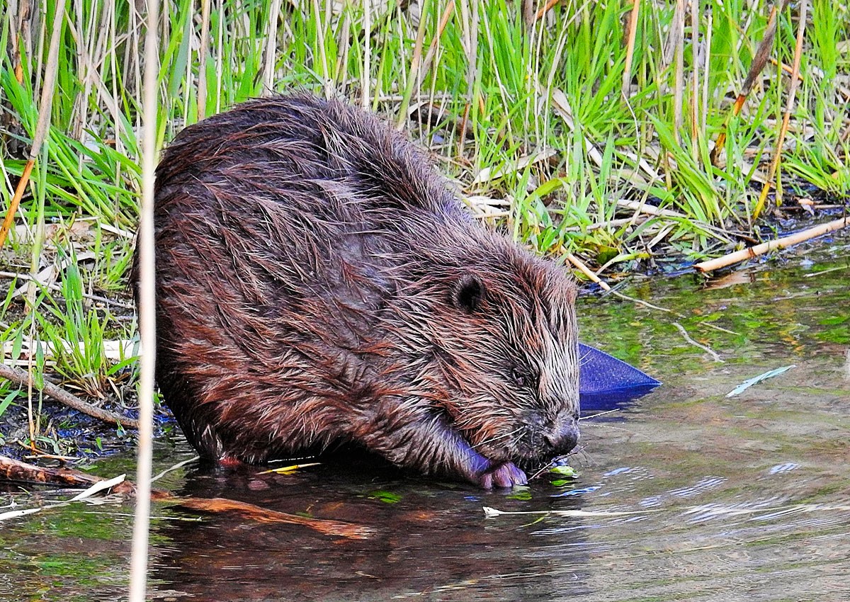 В Праге стремительно растет популяция бобров. Их часто путают с нутриями