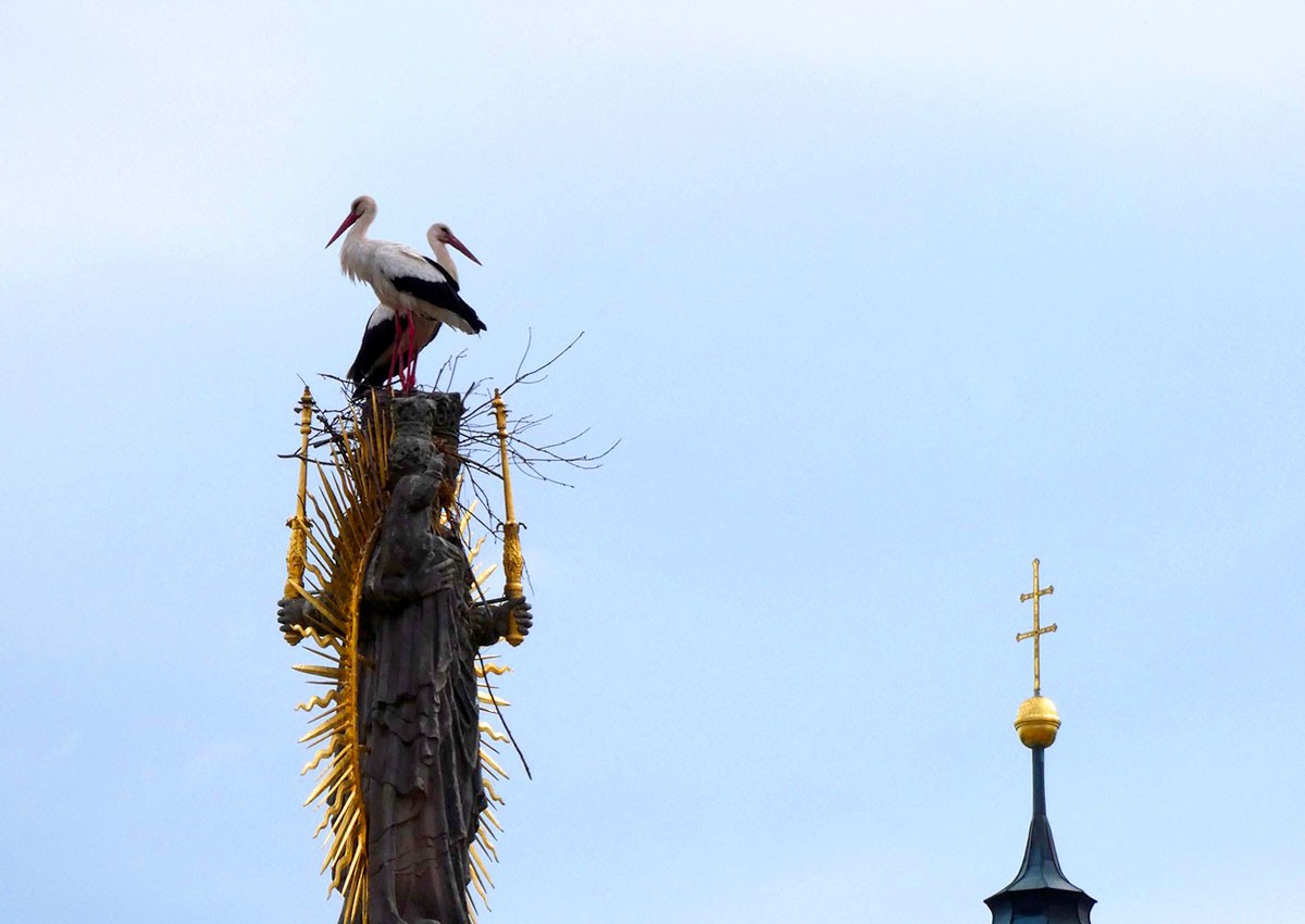 В Чехии охраняемые аисты вьют гнездо на охраняемом памятнике. Власти не знают, что делать