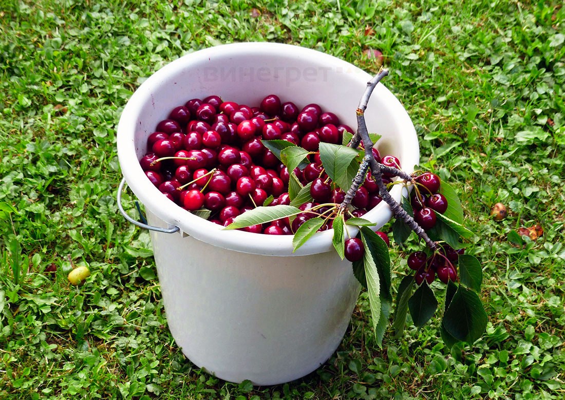 В Праге непривередливые воры-домушники брали все подряд: видео