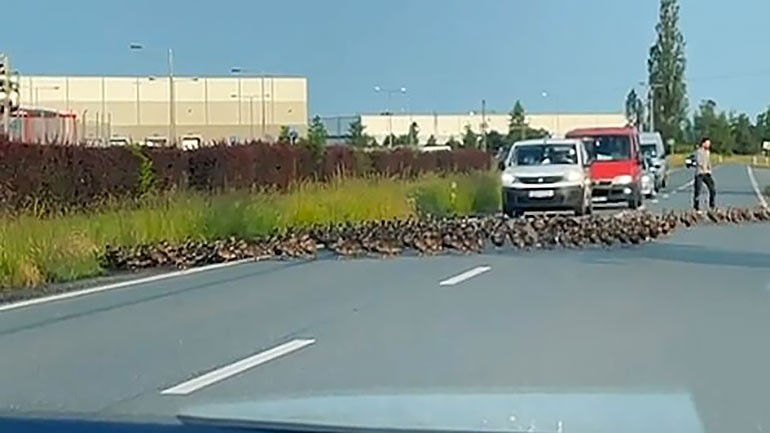 В Чехии сотни диких утят перегородили дорогу: видео