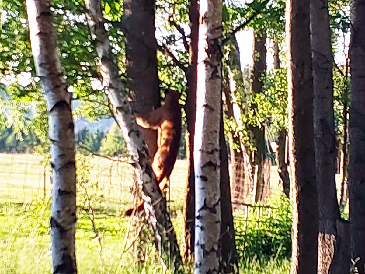 В Чехии никак не могут поймать сбежавшую пуму