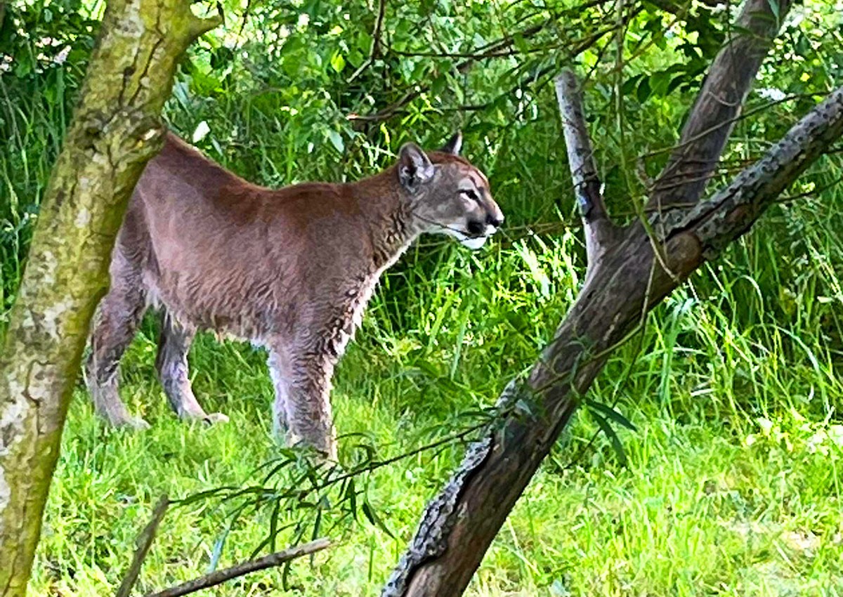 В Чехии наконец-то поймали сбежавшую пуму. Она упорно не хотела засыпать