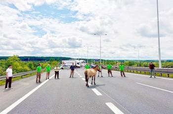 На шоссе в Праге ловили лошадь Пржевальского, не захотевшую улетать в Казахстан: видео