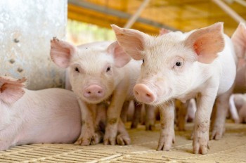 В Чехии из-за грозы погибли 800 свиней