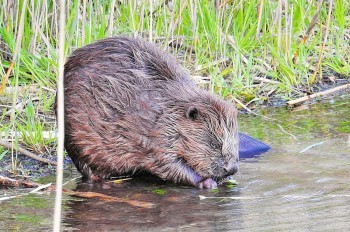 В Праге стремительно растет популяция бобров. Их часто путают с нутриями