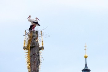 В Чехии охраняемые аисты вьют гнездо на охраняемом памятнике. Власти не знают, что делать